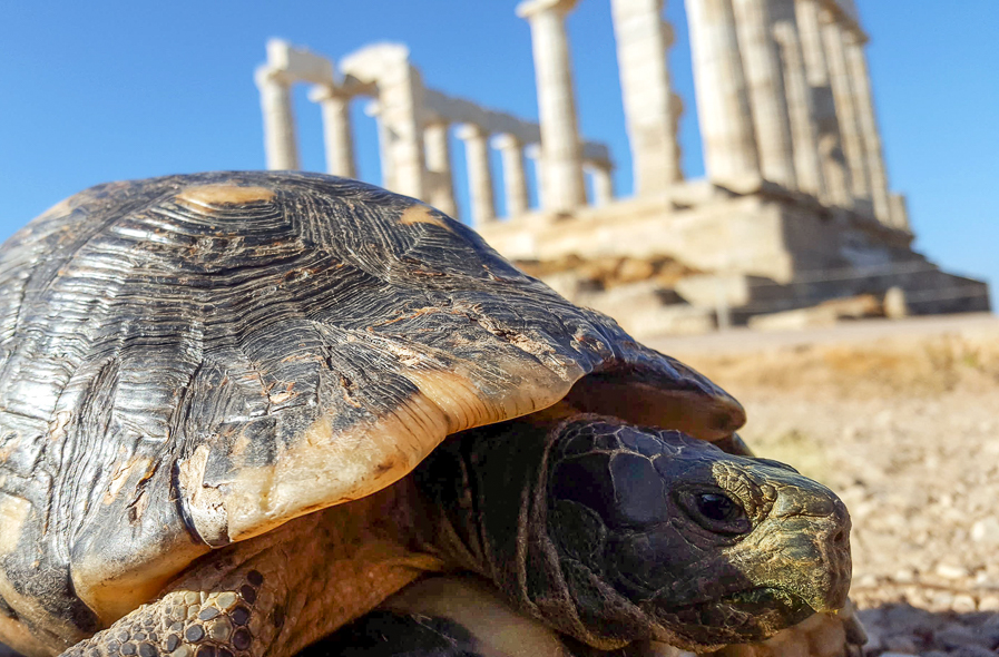 Le temple de Poséidon au cap Sounion