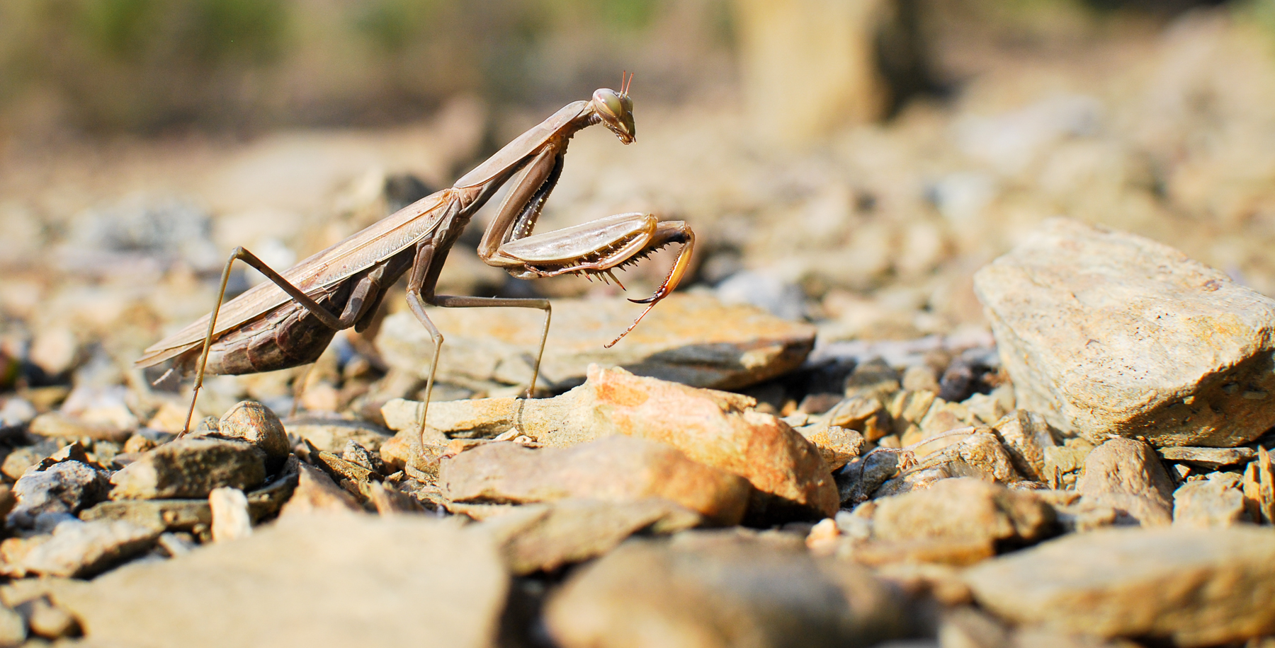 Mante religieuse dans la garrigue