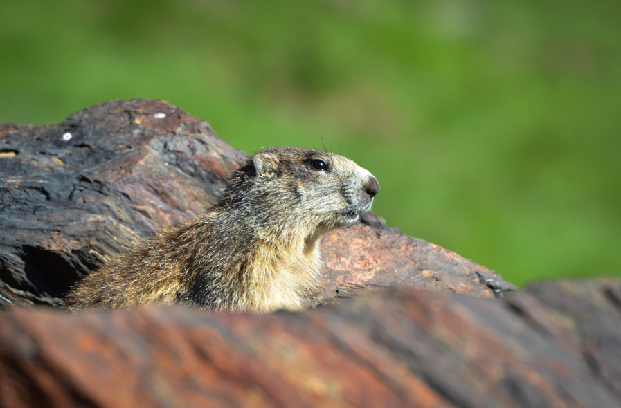 Marmotte en Capcir