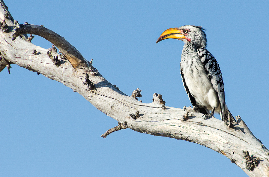 Calao leucomèle au parc national d'Etosha en Namibie