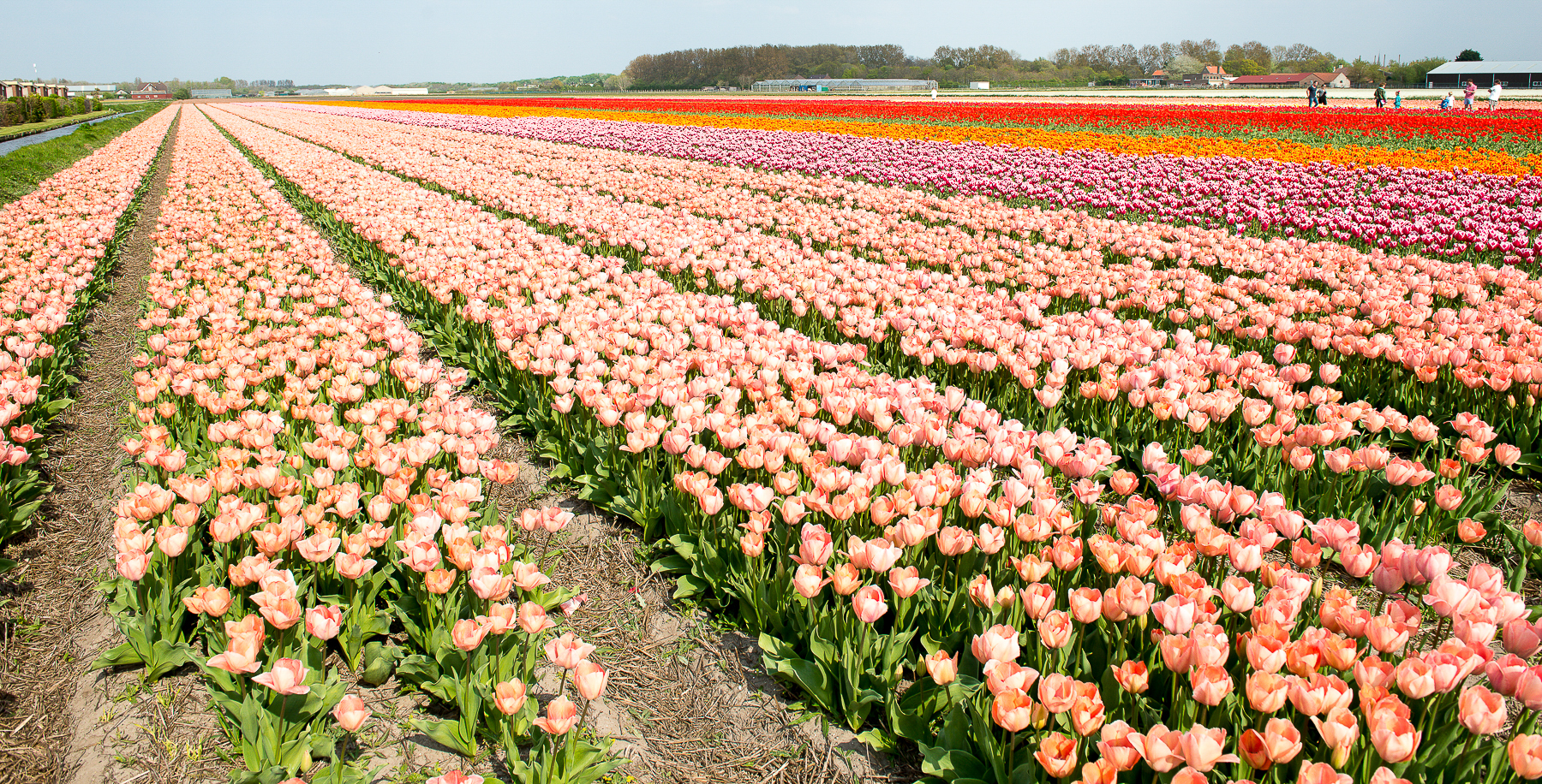 Champ de tulipes proche de Het Keukenhof aux Pyas-Bas