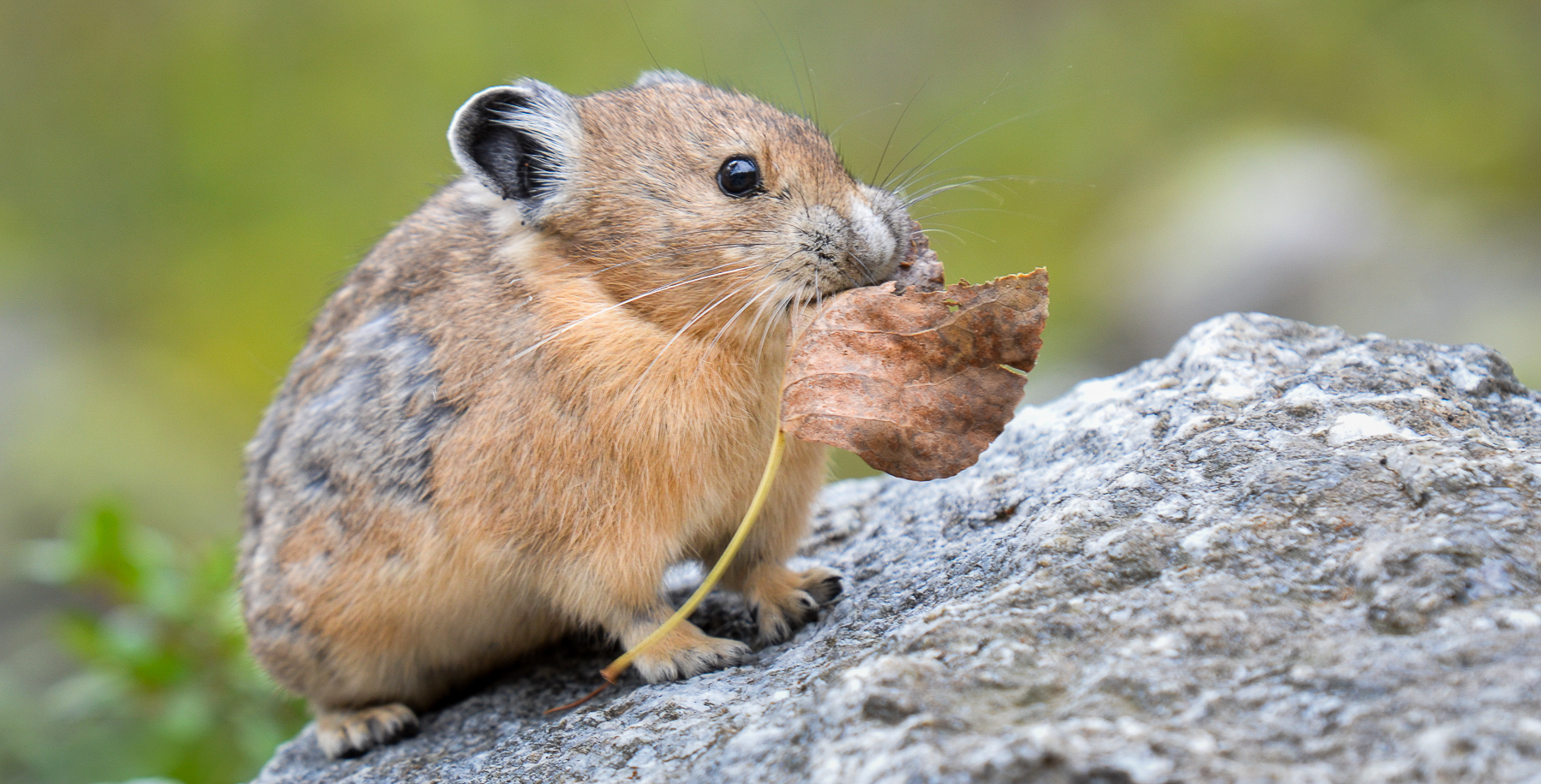 Pika au Grand Teton National Park dans le Wyoming