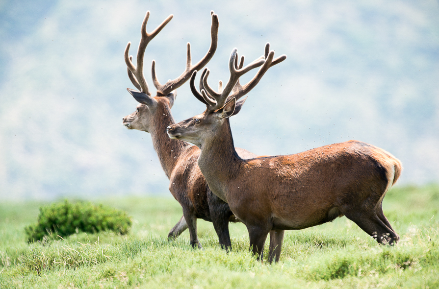 Cerfs en velours dans les Pyrénées