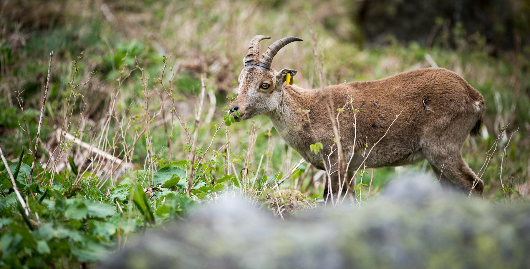 Bouquetin ibérique en train de brouter des feuilles de framboisier en Ariège