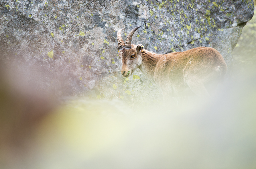 Bouquetin ibérique dans les blocs de granit en Ariège