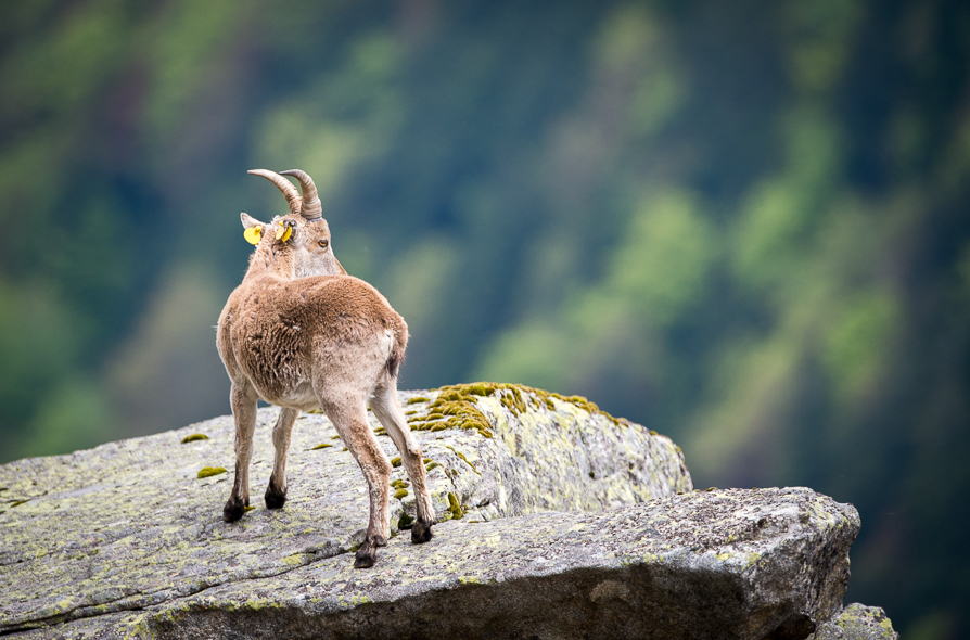 Bouquetin ibérique dans les blocs granitiques des Pyrénées