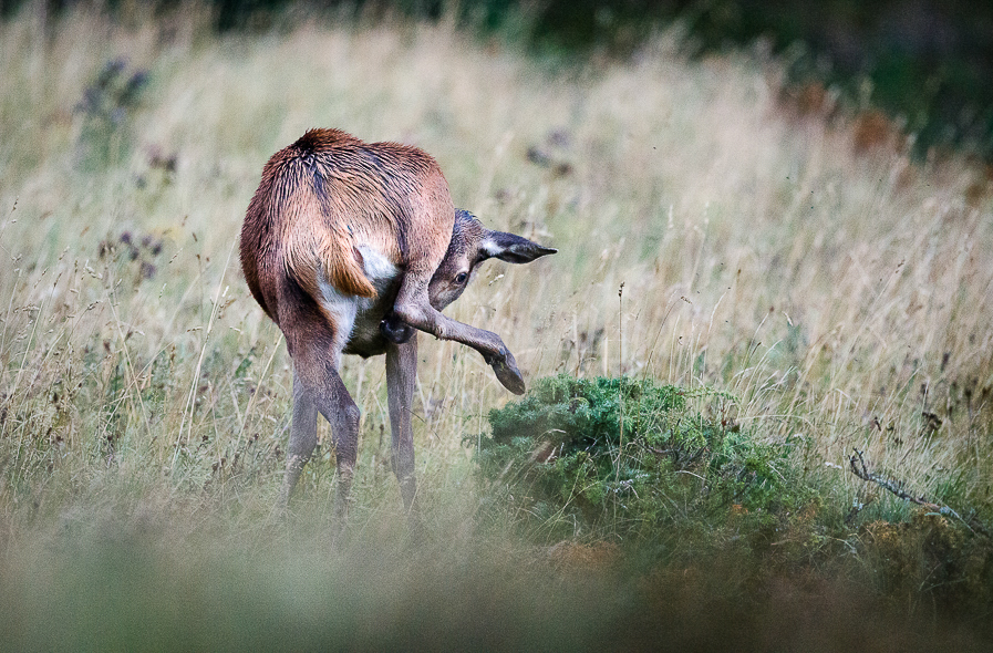 Biche sous la pluie au printemps