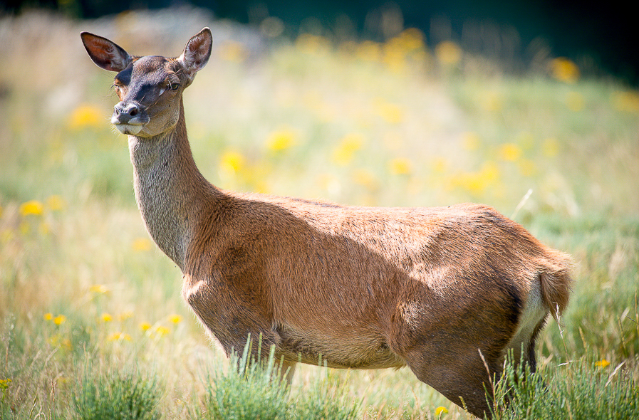 Biche en été dans les montagnes des Pyrénées Orientales