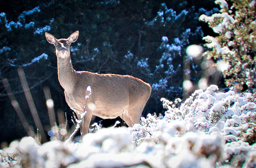 Biche dans la neige