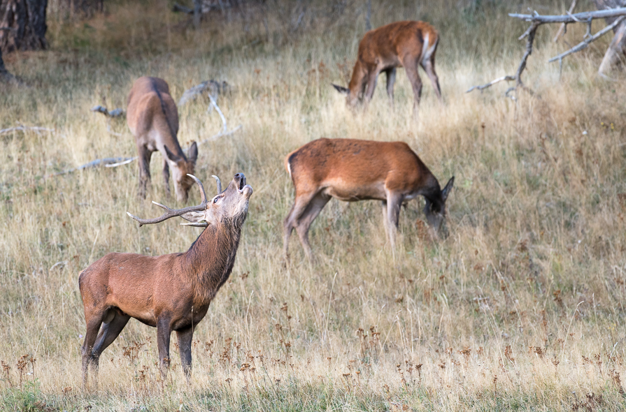 Le cerf et sa harde de biches