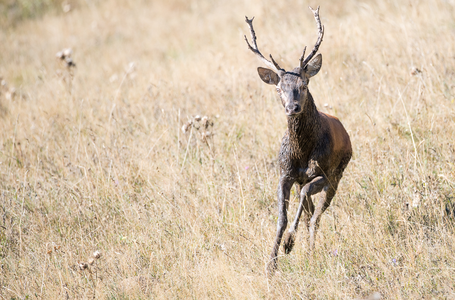 Face-à-face avec un jeune cerf