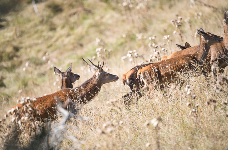 Petite harde dans la prairie en automne