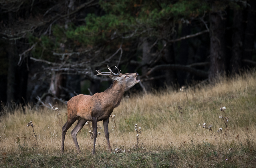 Jeune cerf au brame