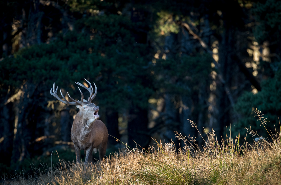 Cerf 12 cors au brame