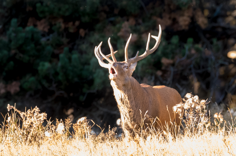 Cerf 10 cors au brame