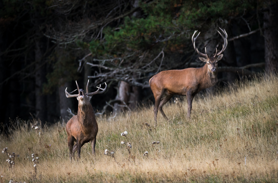 Cerfs et intimidation