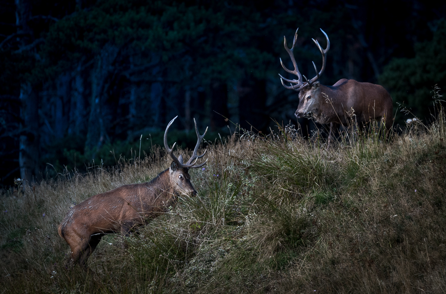 Face-à-face entre 2 cerfs adultes