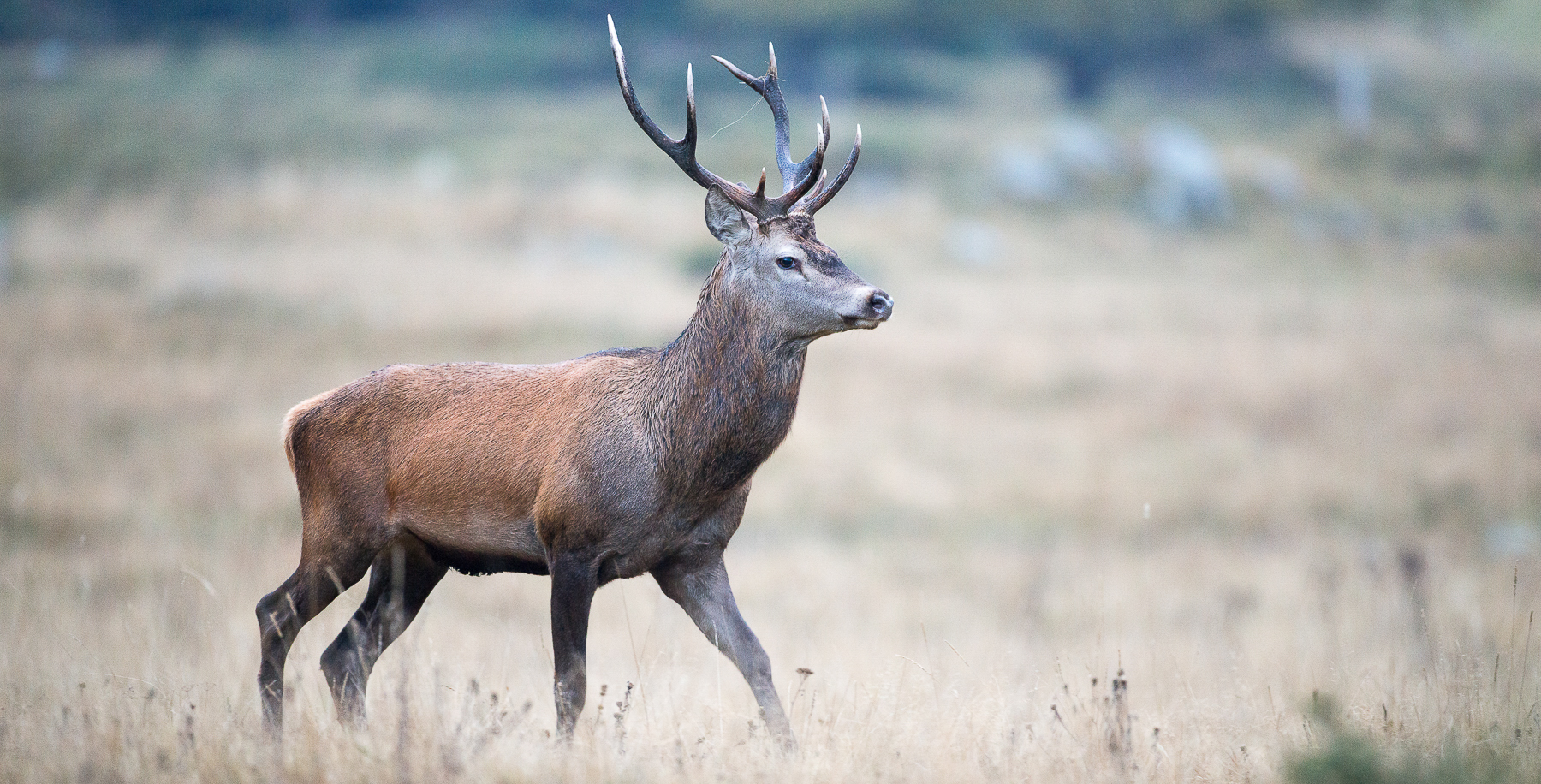 Cerf 10 cors sur la place de brame dans les Pyrénées Orientales