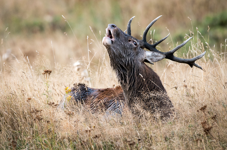 Cerf au brame couché dans les hautes herbes