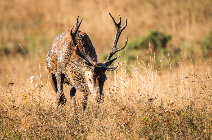 Cerf 12 cors qui charge le photographe