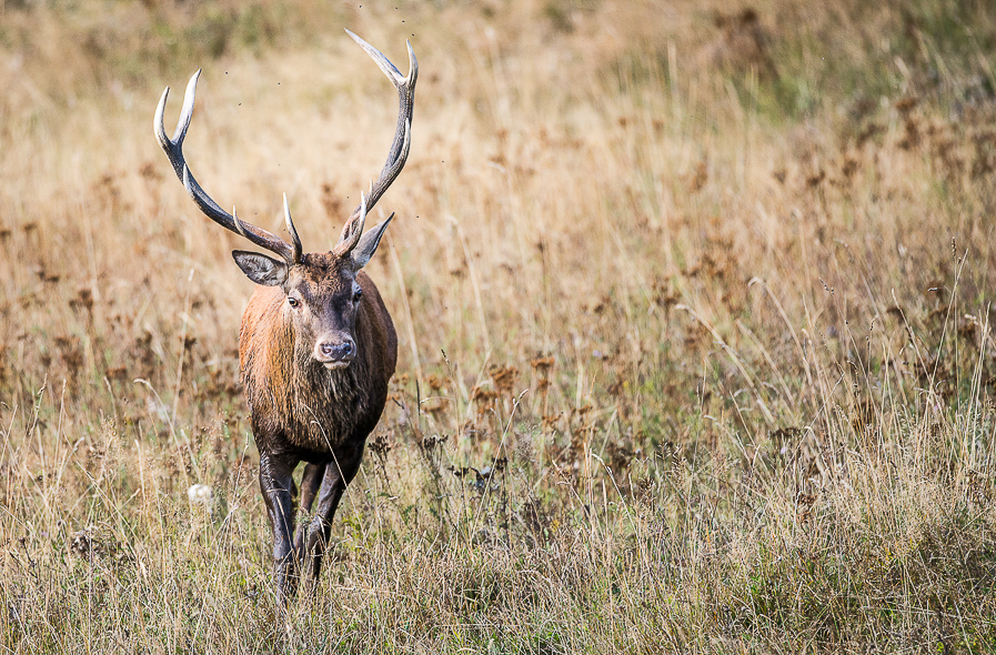 Face-à-face avec un cerf dans les Pyrénées