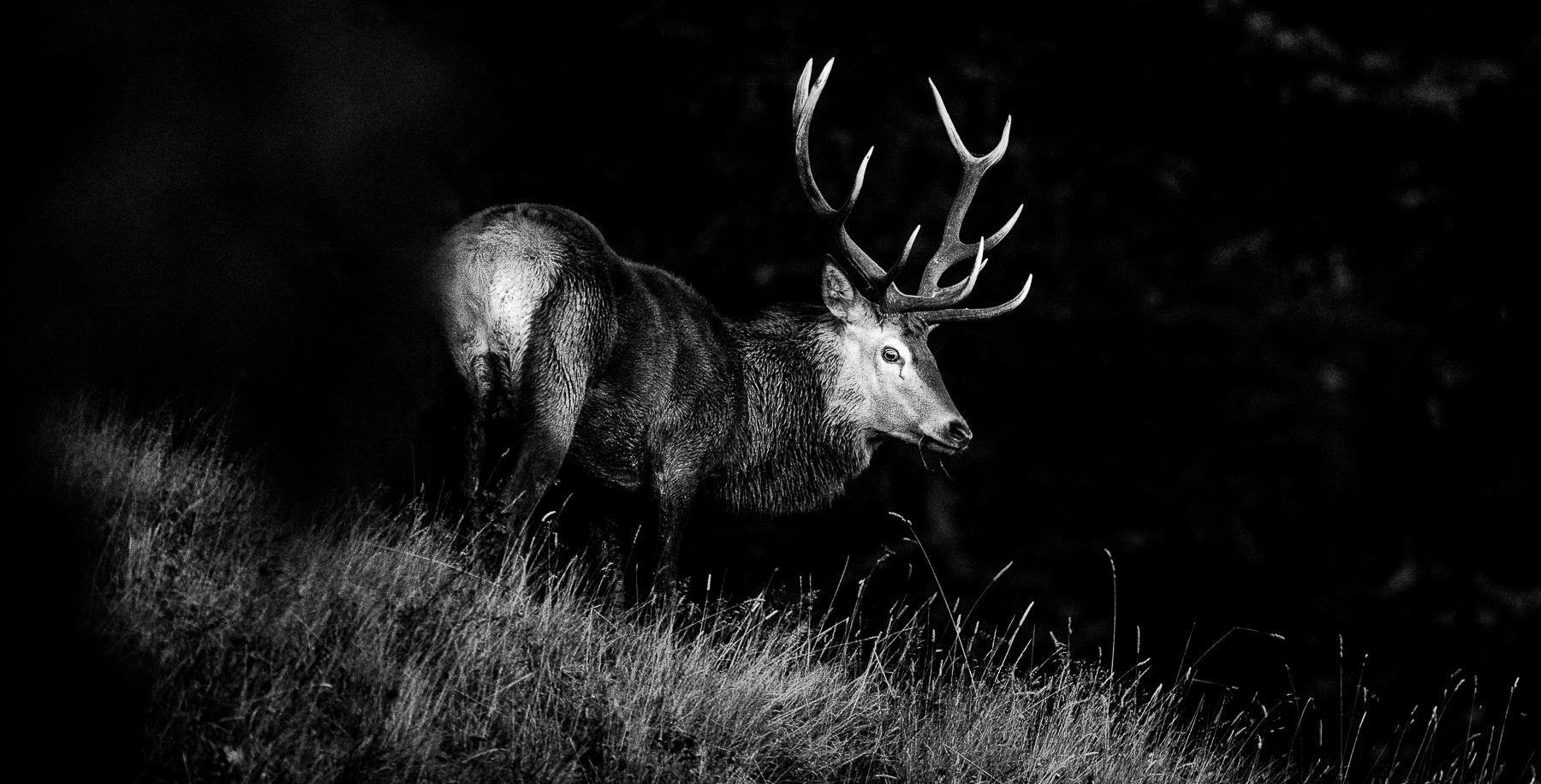 Cerf dans les Pyrénées