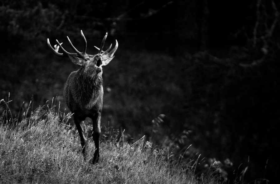 Raire d'un cerf 12 cors au brame dans les Pyrénées