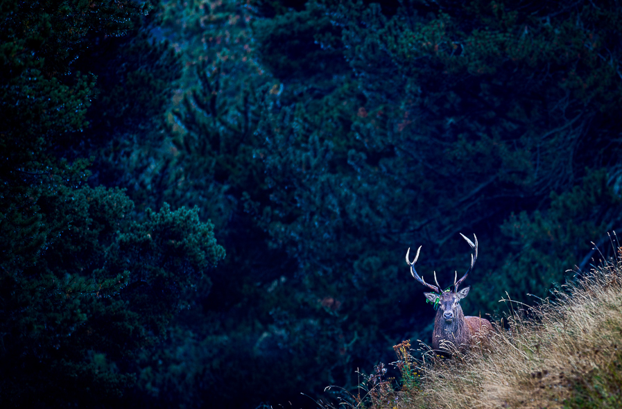 Cerf pendant le brame dans les Pyrénées