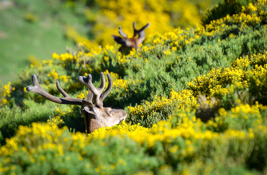 Cerf 12 cors dans les genêts des Pyrénées Orientales