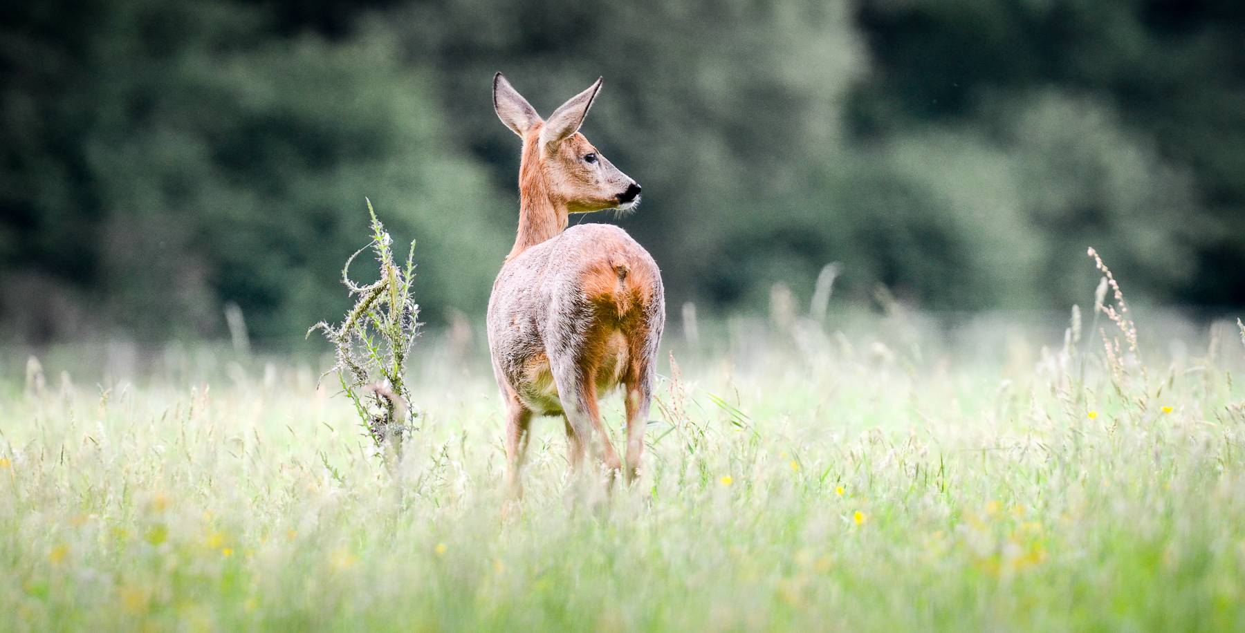 Chevrette en gestation