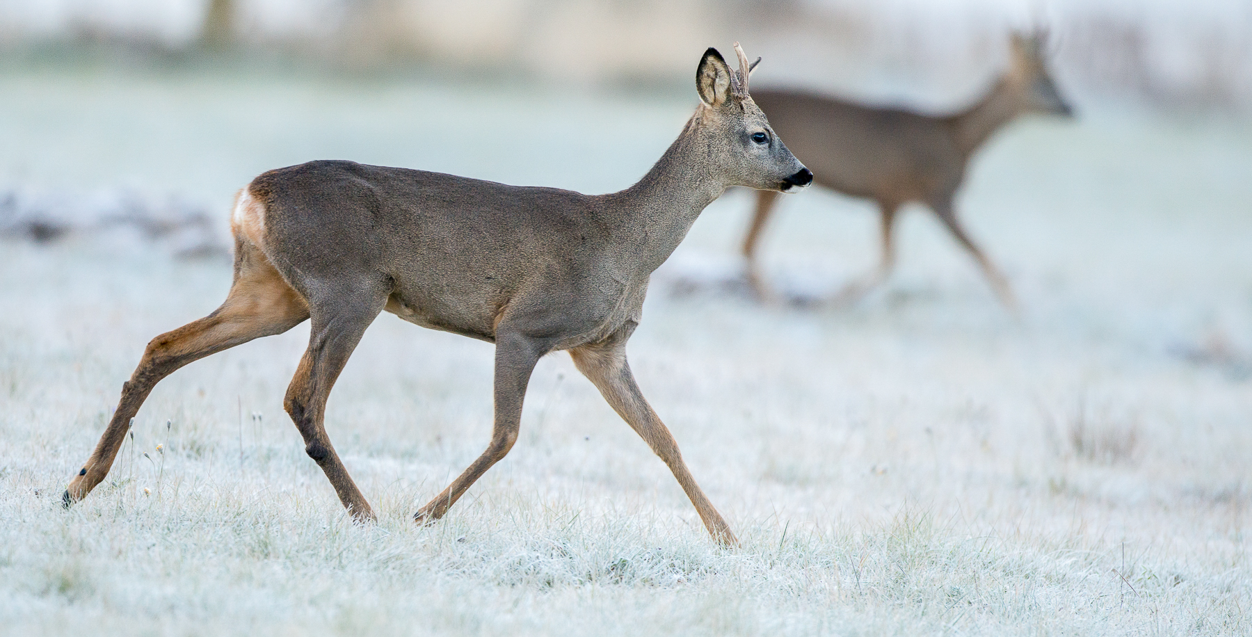 Chevreuils en hiver dans les Pyrénées