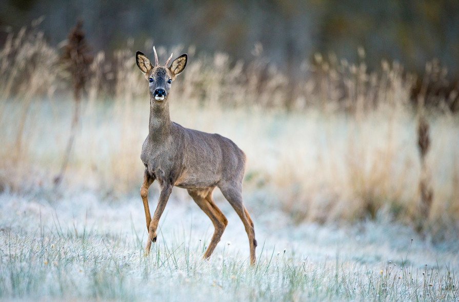 Jeune brocard dans le froid des Pyrénées