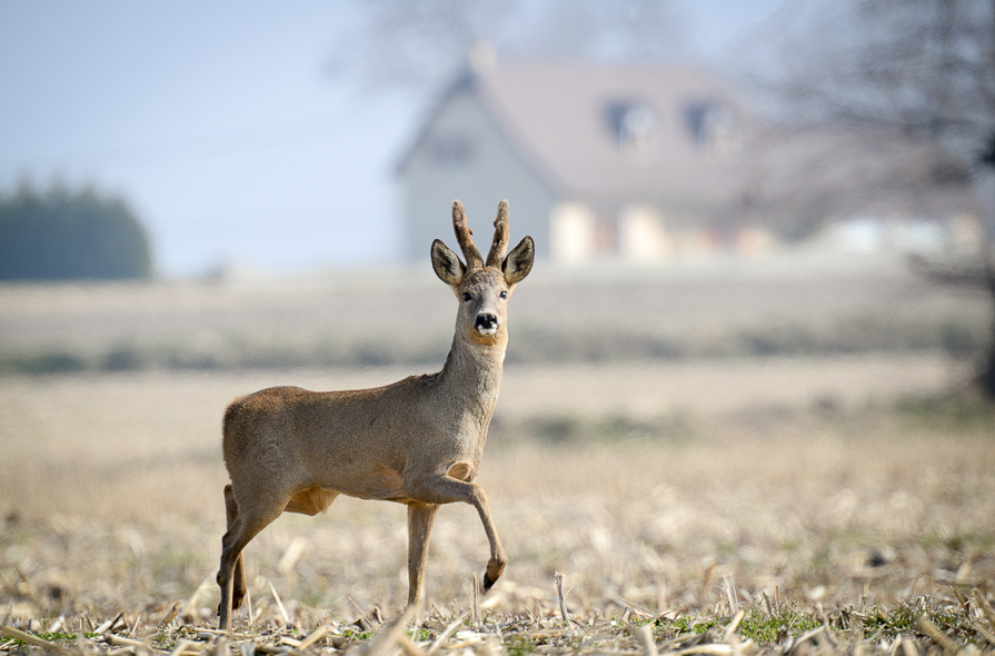 Chevreuil en velours dans le Béarn