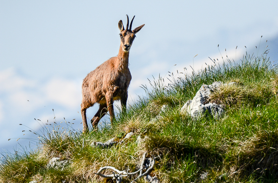 Isard dans le Luchonnais