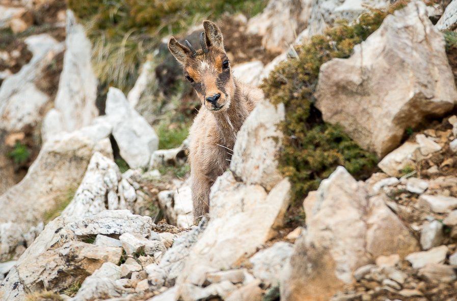 Jeune isard dans les montagnes des Pyrénées Orientales