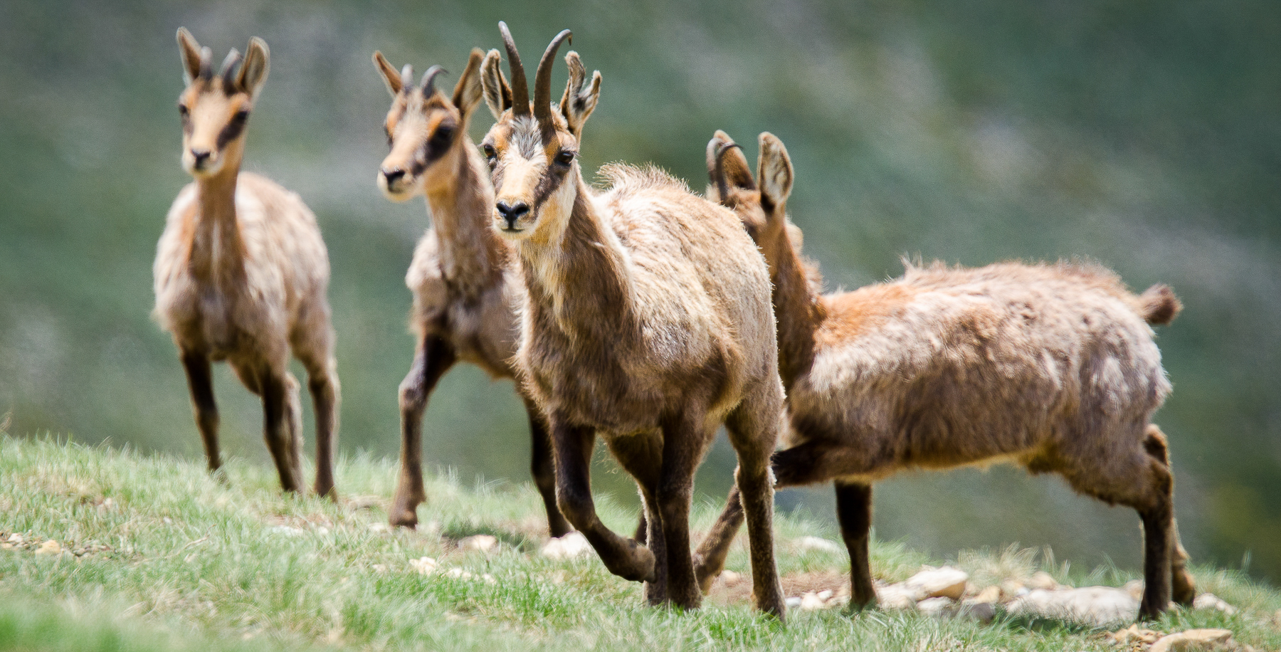 Isards dans les montagnes des Pyrénées