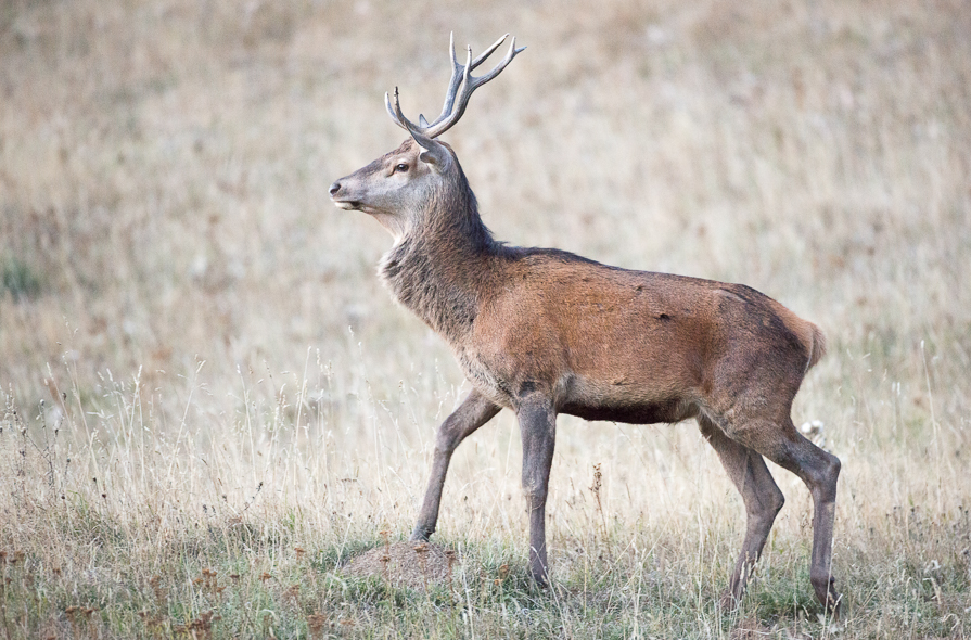 Jeune cerf à l'allure fière