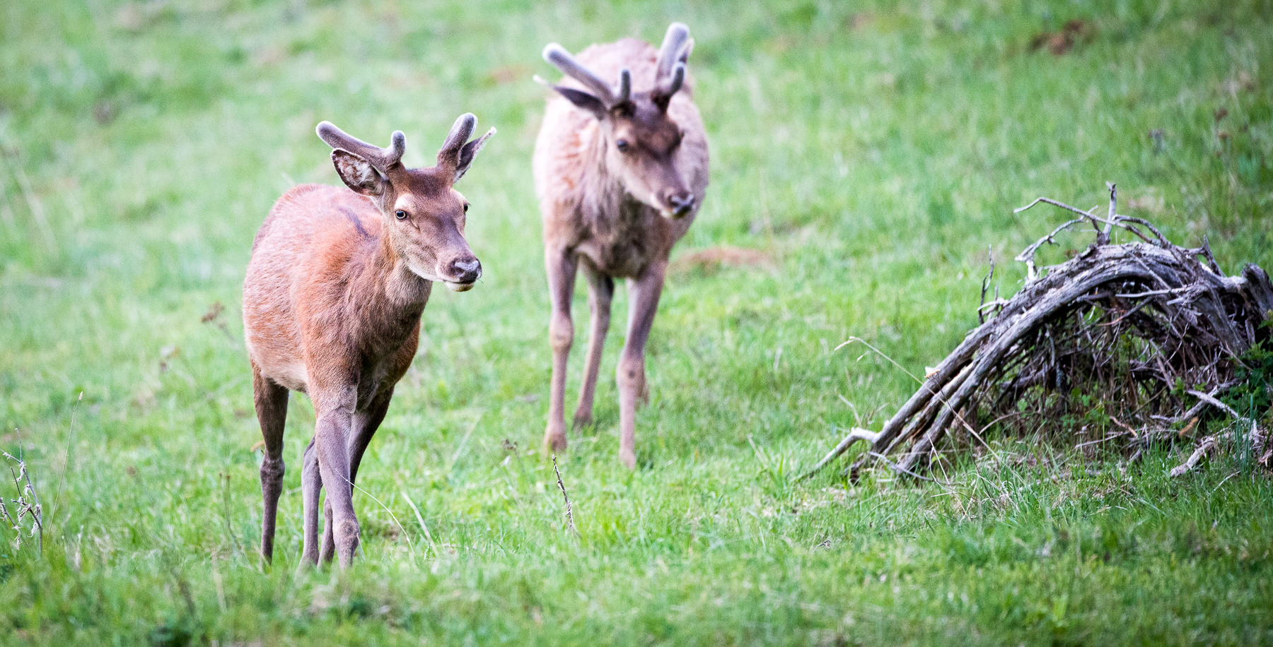 Jeunes cerfs en velours