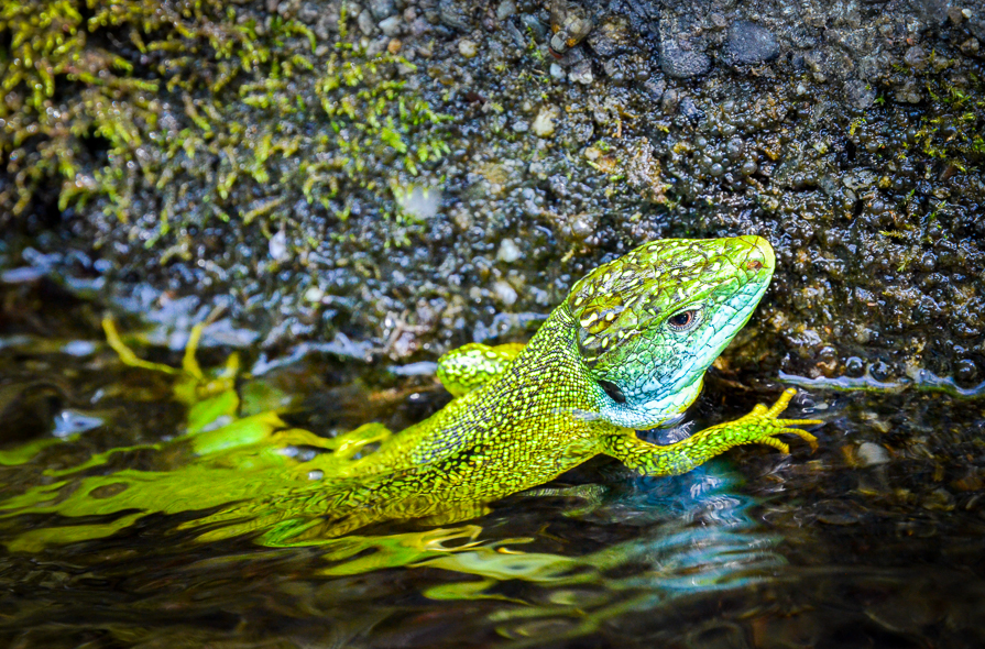 Lézard vert occidental tombé dans un canal d'irrigation