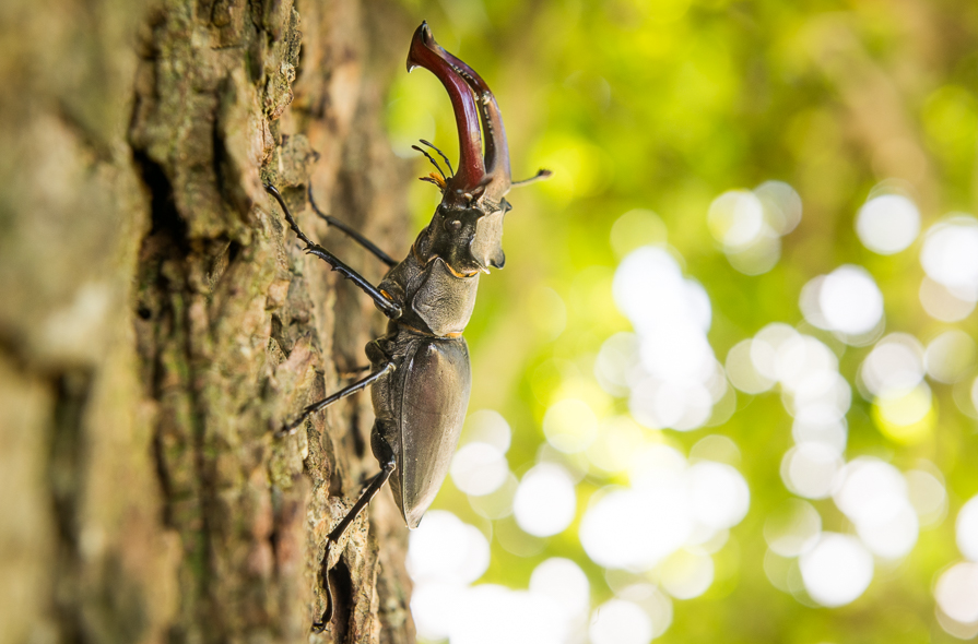 Lucane Cerf-Volant dans les Hautes-Pyrénées