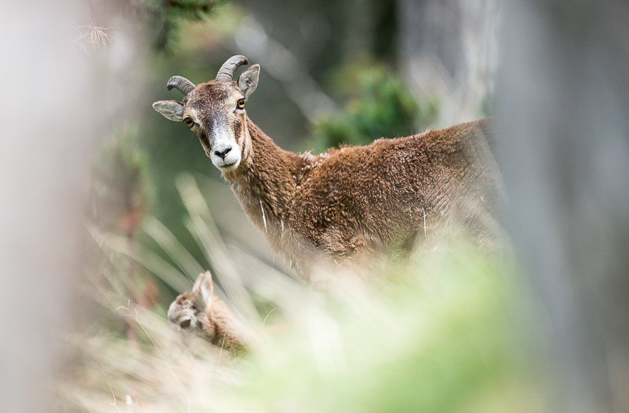 Mouflons dans la forêt