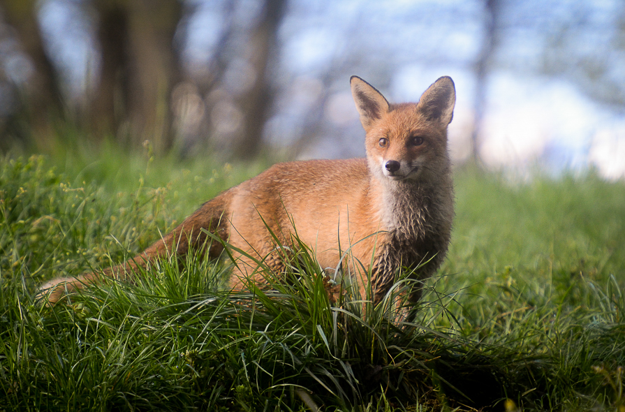 Renard roux dans les Hautes-Pyrénées