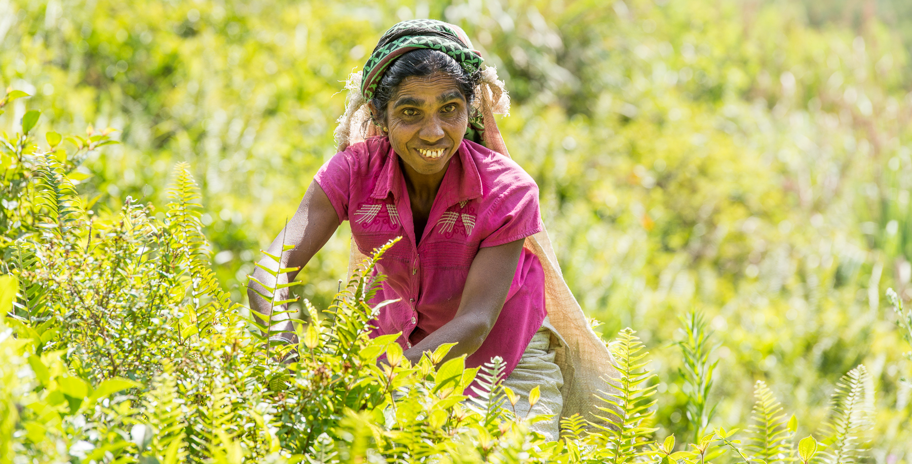 Cueilleuse dans une exploitation de thé