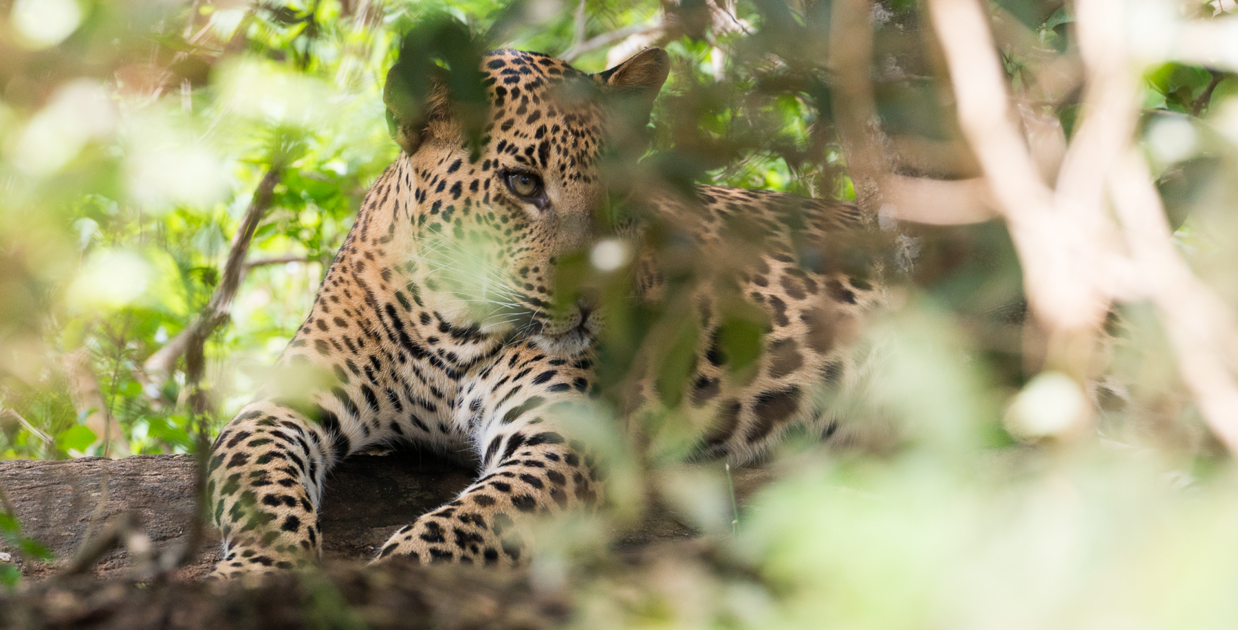 La Panthère de Ceylan, Panthera pardus kotiya