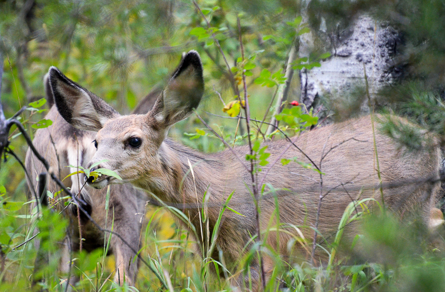 Cerfs de Virginie au Grand Teton National Park dans le Wyoming