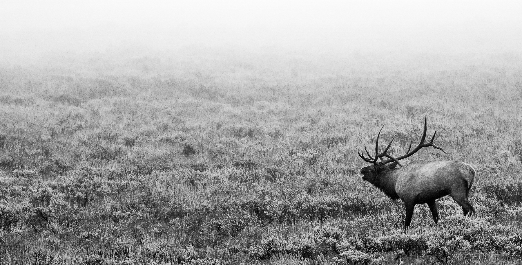 Brame du wapiti au Grand Teton National Park dans le Wyoming