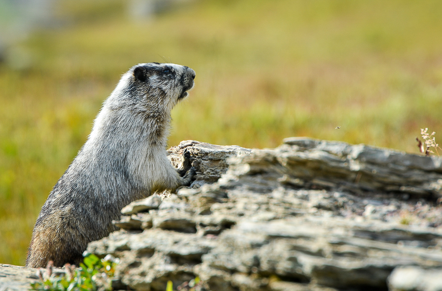 Marmotte des Rocheuses au Glacier National Park dans le Montana