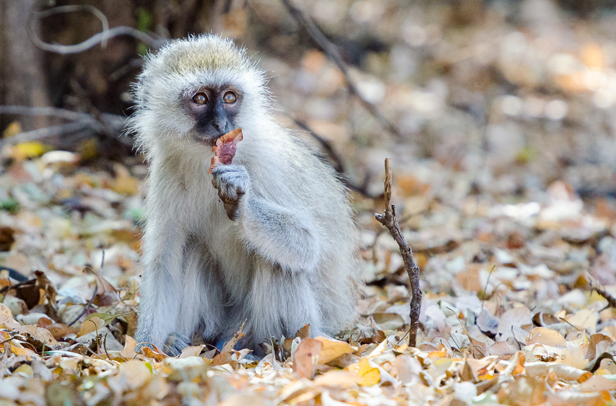 Singe vervet et sa feuille