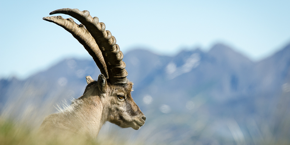 Habitants des Alpes