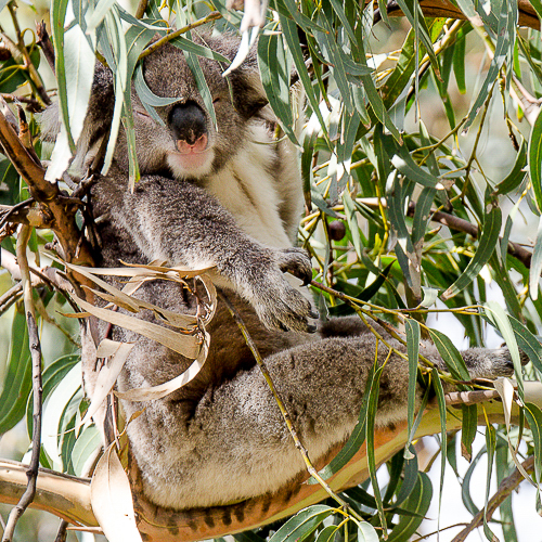 Faune d'Australie